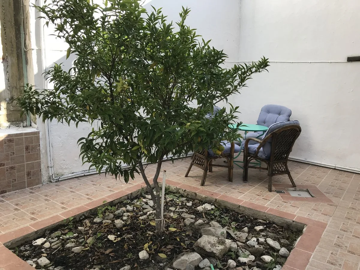 Courtyard with a tree and seating